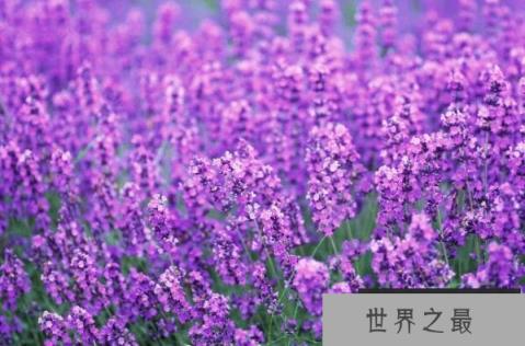世界上最美好的十大花语 紫罗兰上榜，第二代表永恒的爱