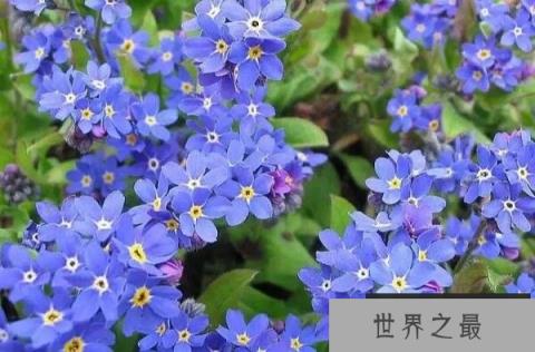 世界上最美好的十大花语 紫罗兰上榜，第二代表永恒的爱