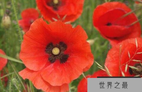 十大寓意不幸的花 昙花上榜，第六也被称为“黄泉之花”