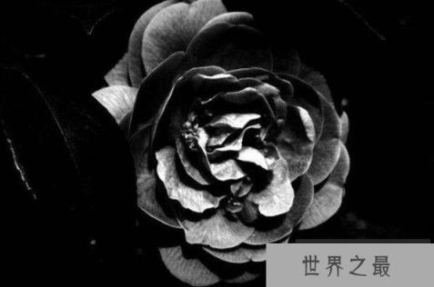 象征黑暗的十大地狱恶魔之花