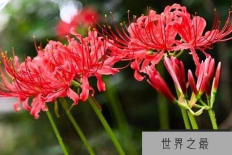 象征黑暗的十大地狱恶魔之花