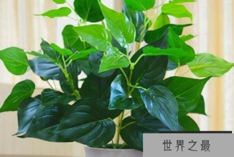 十大有益健康的盆栽 君子兰上榜，第三是“空气卫士”