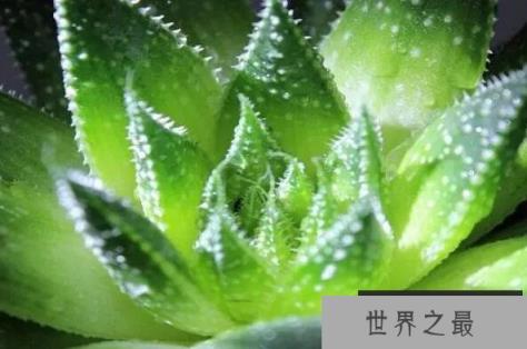 十大有益健康的盆栽 君子兰上榜，第三是“空气卫士”