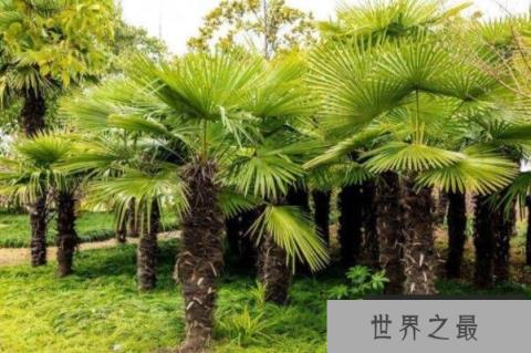 最受欢迎的十大庭院植物