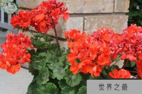 新手适合养的10种花 长寿花上榜，第十是丹麦国花