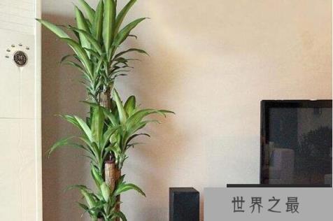适合懒人养的室内大型植物 福禄桐上榜，第七原产于墨西哥