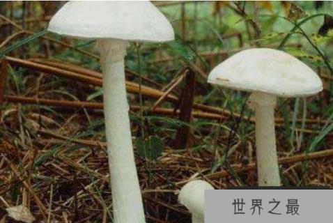 最致命的十种毒蘑菇 鹿花菌上榜，第四形似火焰