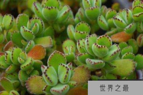 十大最好养的多肉植物 虹之玉上榜，第三原产于法国