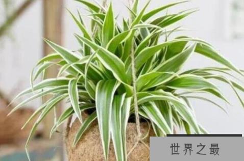 吸收甲醛最佳的十种植物 龙舌兰上榜，第一被称为“空气卫士”