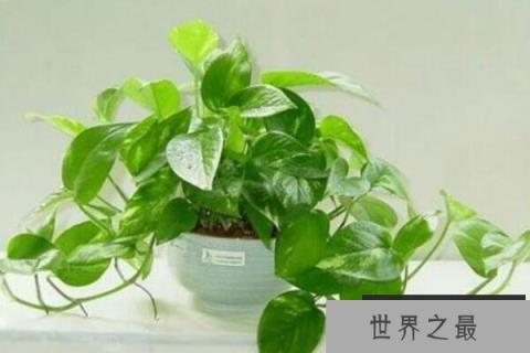 吸收甲醛最佳的十种植物 龙舌兰上榜，第一被称为“空气卫士”