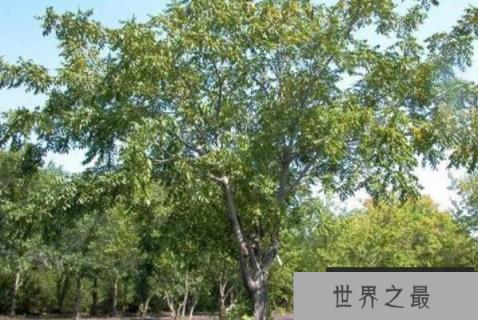 世界十大最具经济价值的树木，桑树上榜，第四的果实风味类似于面包