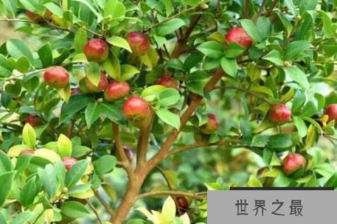 世界十大最具经济价值的树木，桑树上榜，第四的果实风味类似于面包