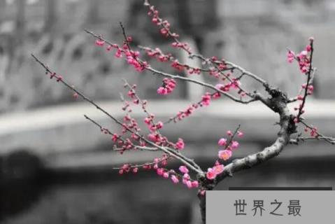 世界最耐寒的十大树木品种，白桦上榜，第二是中国十大名花之首