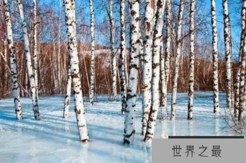 世界最耐寒的十大树木品种，白桦上榜，第二是中国十大名花之首