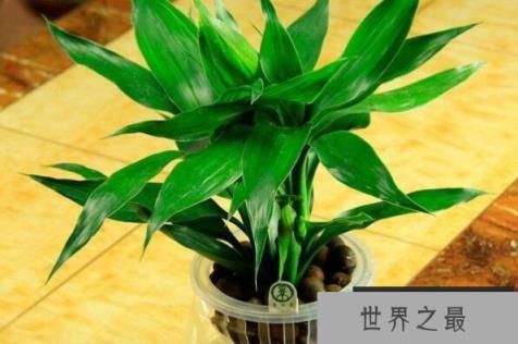 客厅适合摆放的十大植物 龟背竹上榜，第二是长春市的市花