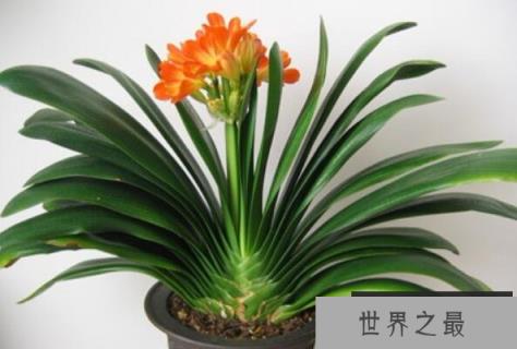 客厅适合摆放的十大植物 龟背竹上榜，第二是长春市的市花