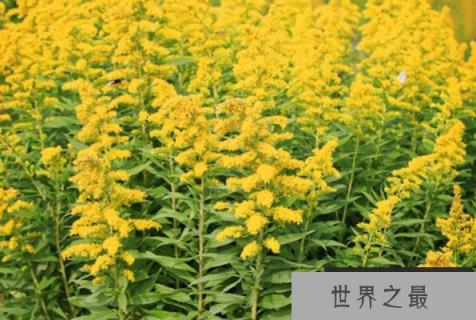 加拿大一枝黄花