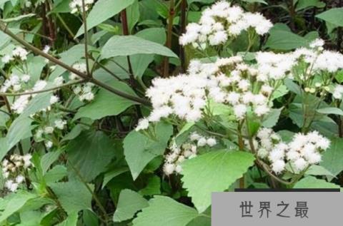 紫茎泽兰