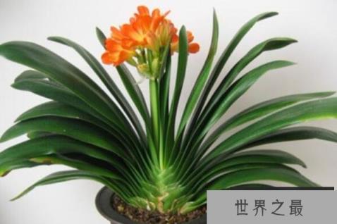 最耐阴的十大漂亮植物 富贵竹上榜，第一原产于南非