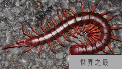 蜈蚣最怕什么？公鸡是蜈蚣的天敌！