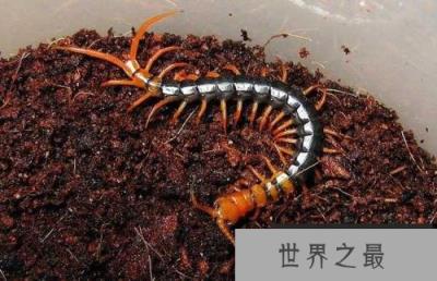 蜈蚣最怕什么？公鸡是蜈蚣的天敌！