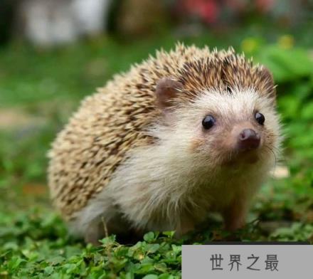 刺猬吃什么东西？小刺猬最喜欢吃什么