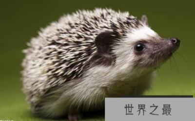 刺猬吃什么东西？小刺猬最喜欢吃什么