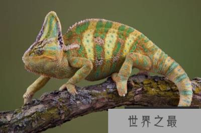 变色龙为什么会变色？变色龙变色的秘密