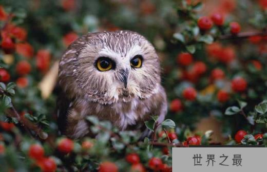 猫头鹰吃什么食物？它们主要以鼠类为食