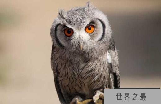 猫头鹰吃什么食物？它们主要以鼠类为食