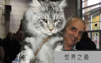 世界上最大的猫是什么猫?缅因猫体长1.2米