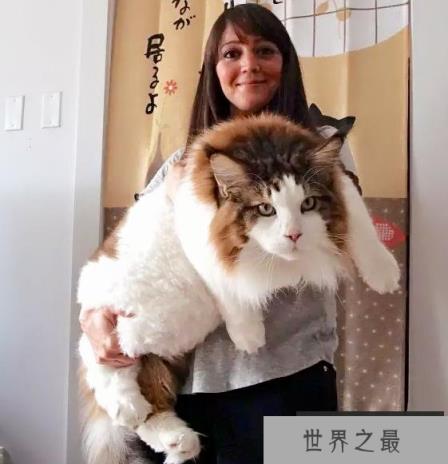 世界上最大的猫是什么猫?缅因猫体长1.2米