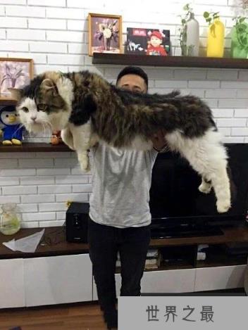 世界上最大的猫是什么猫?缅因猫体长1.2米