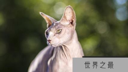 世界上最丑的猫咪——斯芬克斯猫