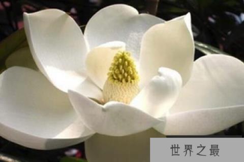 四季常绿的十大绿化树品种