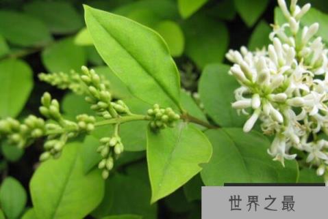 四季常绿的十大绿化树品种