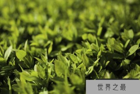 最常见的十大绿篱植物，珊瑚树上榜，第八是中国特产树种