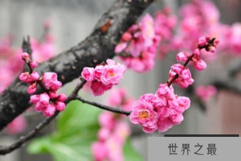 冬季最常开的十种花