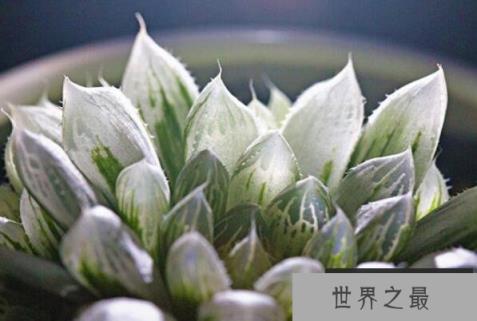 世界最名贵的十大多肉植物