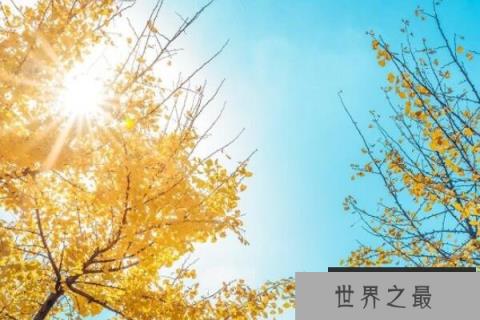 最美观的十大城市绿化树种，枫树上榜，第一秋末冬初时最好看