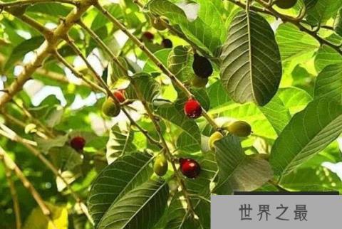 世界最出名的十大剧毒树种