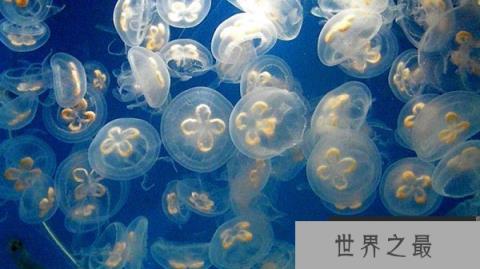 世界上最珍稀的水母 桃花水母被誉为水中大熊猫