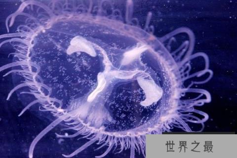 世界上最珍稀的水母 桃花水母被誉为水中大熊猫