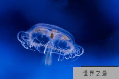 世界上最珍稀的水母 桃花水母被誉为水中大熊猫