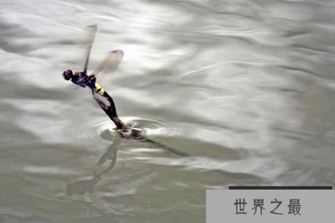 蜻蜓为什么要点水？
