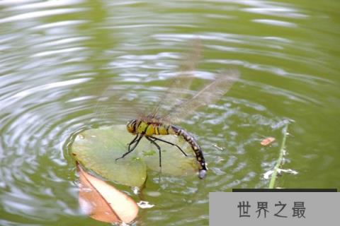 蜻蜓为什么要点水？