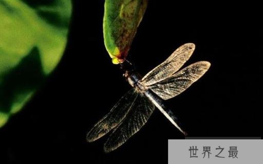 蜻蜓为什么要点水？