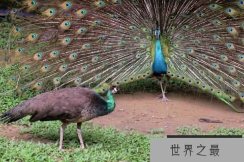 为什么孔雀会开屏呢？