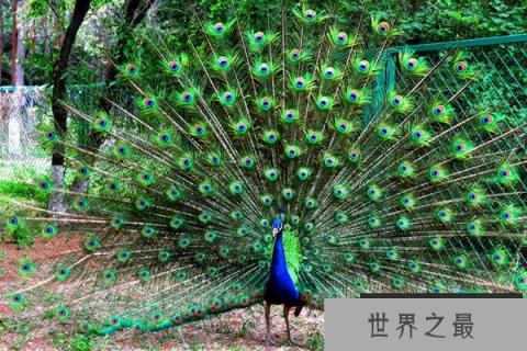 为什么孔雀会开屏呢？