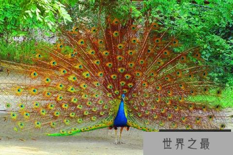 为什么孔雀会开屏呢？